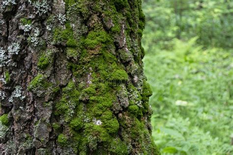 Tree Bark Covered With Moss Close Up Stock Image Image Of Green