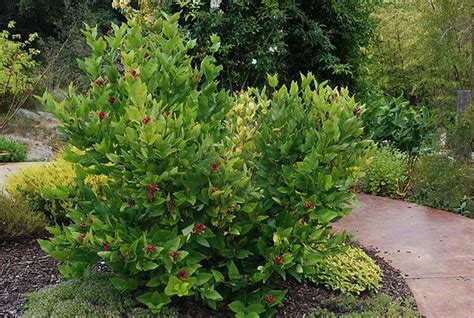 Resistant to deer and rabbits. 100 best Deer Resistant Plants images on Pinterest ...