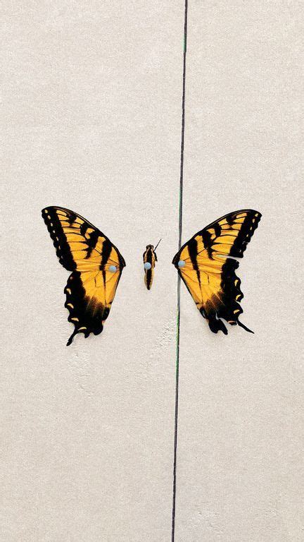 Two Yellow And Black Butterflies Sitting On Top Of A White Wall