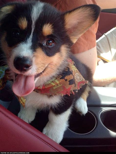 Learn more about these little dogs with a big personality. Mamas Don't Let Your #Corgis Grow Up To Be Cowboys - The ...