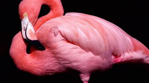 Pink Flamingos On A Black Background Wallpapers And Images Wallpapers