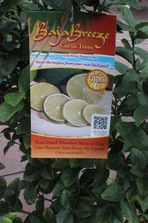 Maybe you would like to learn more about one of these? Pin on Citrus