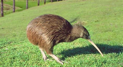Kiwi Birds - Unique Birds That Can't Fly - News4C