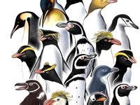 Ideas De Aves Vol Iv Neoaves Aves Acu Ticas Aves Pinguinos
