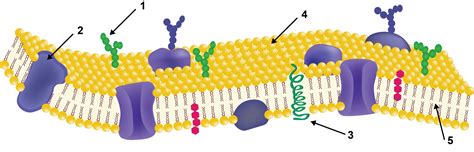 Modelo Mosaico Fluido Da Membrana Plasmatica Askschool