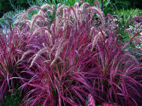 Share your gardening knowledge & experience ». Splendor in the grasses - Houston Grows