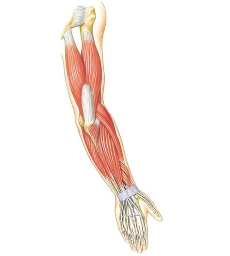 Arm Muscles Diagram Unlabeled Diagrams