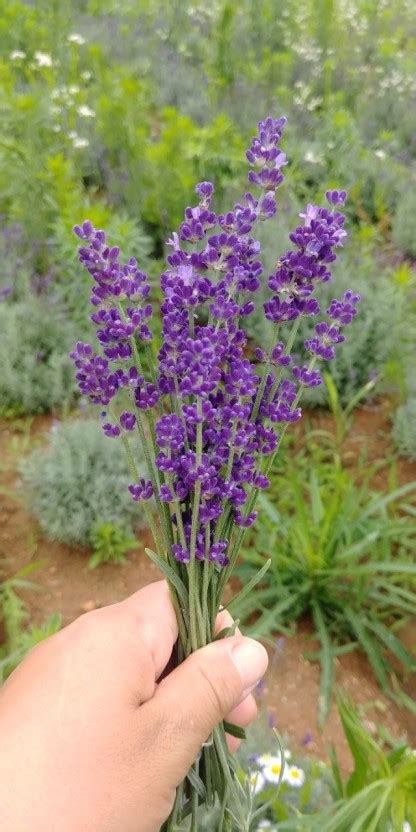 How To Grow Lavender And Propagate It Gardenlovin