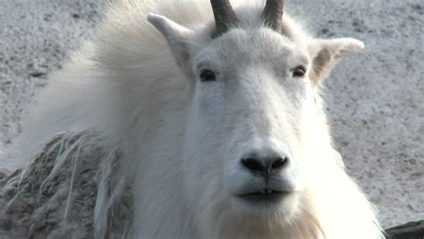 Large White Horned Mountain Goat Medium Shot Stock Footage Video