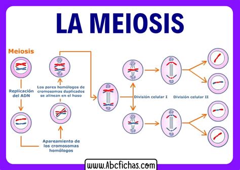 Qué Es La Meiosis Y Cuales Son Las Fases De La Meiosis