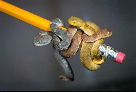 Baby African Bush Vipers Are Surprisingly Adorable Raww