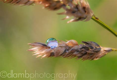 Macro Water Droplet On Some Grass Dlamb Photography Impermanent