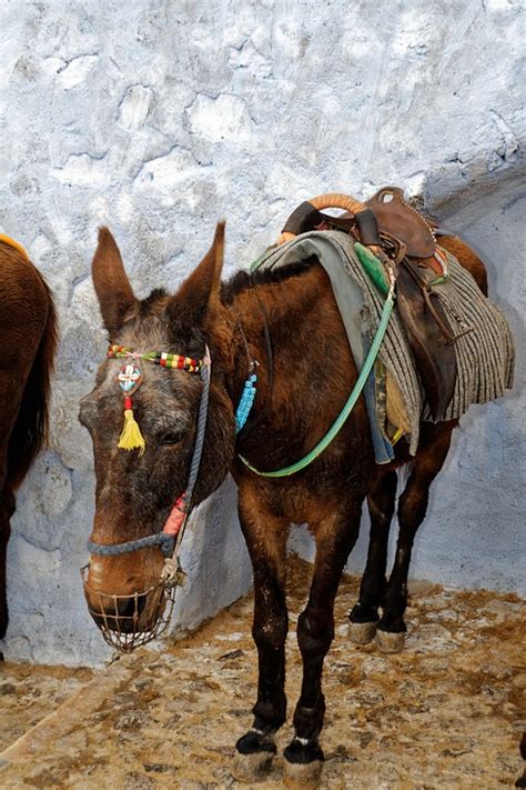 Donkey Animal Santorini · Free Photo On Pixabay