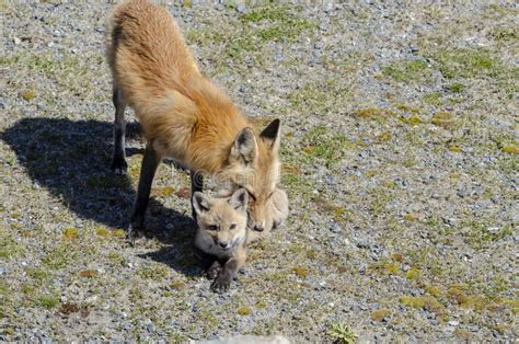 Red Fox Kit Parent Stock Photos Free And Royalty Free Stock Photos From