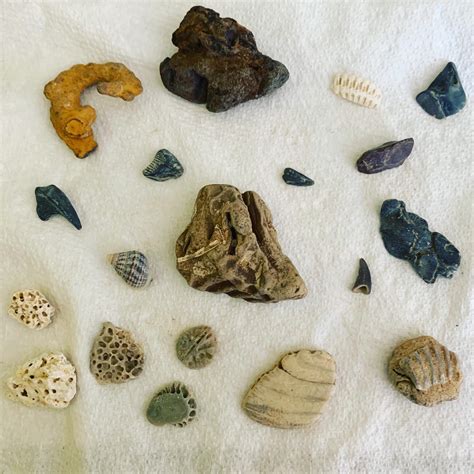 The Haul From Our First Trip To Calvert Cliffs State Park In Maryland Yesterday R Fossilporn
