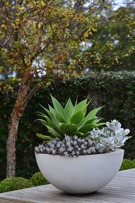 Outdoor Plant Pots And Plants Garden Plant