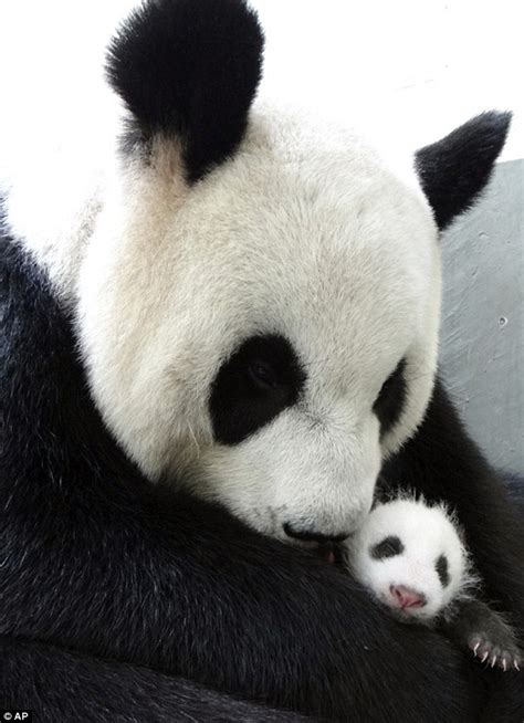 White Wolf Baby Panda Meets Mom For The First Time Video