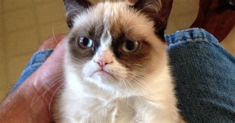 Grumpy Looking Cat Goes Viral Cheers Millions