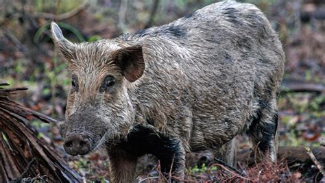 Help fight wild pigs with your smartphone