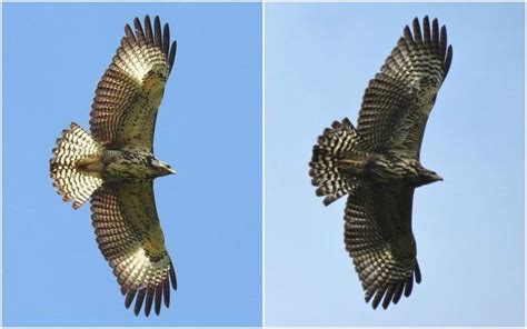 Variation In Juvenile Common Black Hawks Buteogallus Anthracinus