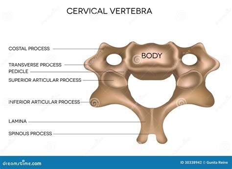 Vértebra Cervical Ilustración Del Vector Ilustración De Segmentos