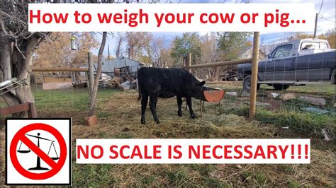 Determine Livestock Weight No Scale Required How To Weigh A Cow Or