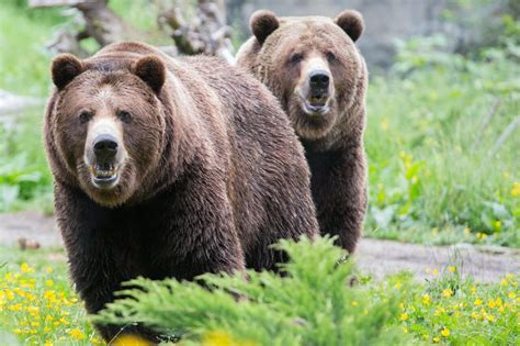 Jump to navigation jump to search. Woodland Park Zoo Achieves Humane Certification for Animal ...