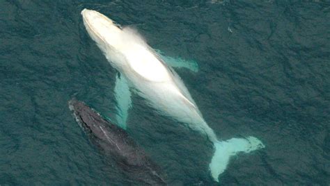 Migaloo The White Whale Makes His Annual Migration Past Australia