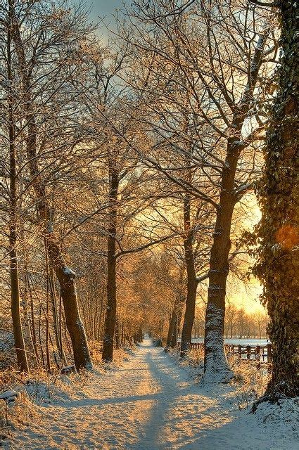 Totaly Outdoors Golden Winter Path Winter Scenery Winter Landscape