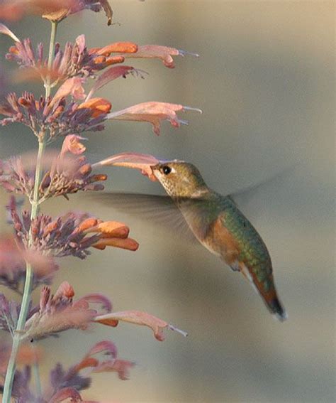 Full sun or afternoon shade. Agastache (hummingbird mint) | How to attract hummingbirds ...
