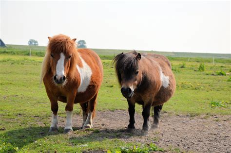 2 Ponies Free Stock Photo Public Domain Pictures