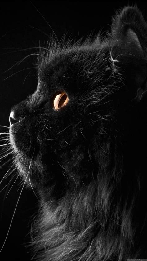 Download Hd Cute Black Cat Wallpaper By Lsthebunny C0 Free On Zedge