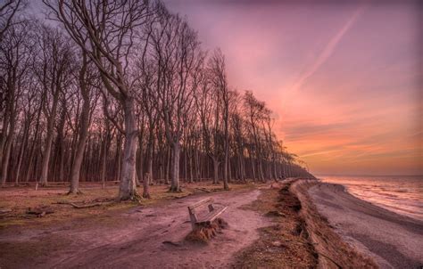 Wallpaper Sea Forest Trees Landscape Bench Nature Shore The
