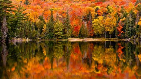 2024 Fall Foliage Color Map When Do Fall Leaves Change In Your Area