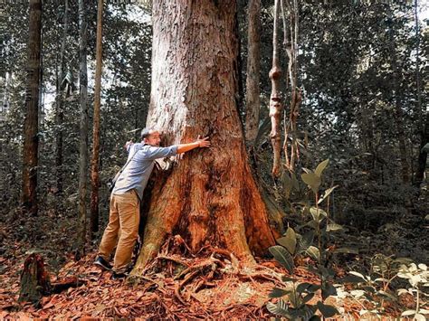 Tahukah Kamu Pohon Terbesar Dunia Ada Di Indonesia