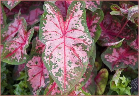 Maybe you would like to learn more about one of these? Heart Shaped Plants that Sell like Crazy on Valentine's ...