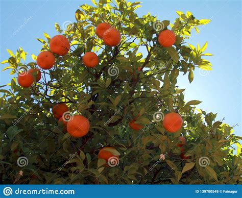 Branches Of The Tangerine Tree With Ripe Fruits Stock Image Image Of