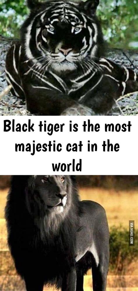 Black Tiger Is The Most Majestic Cat In The World Black Tigers Cats