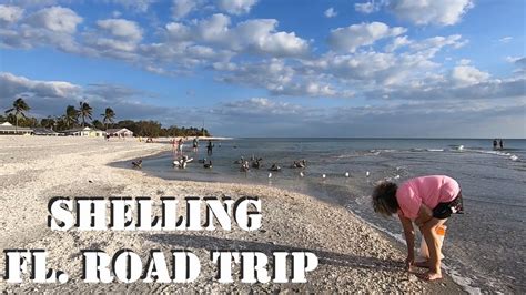 Road Trip Shelling Blind Pass Sanibel And St Augustine Beach In