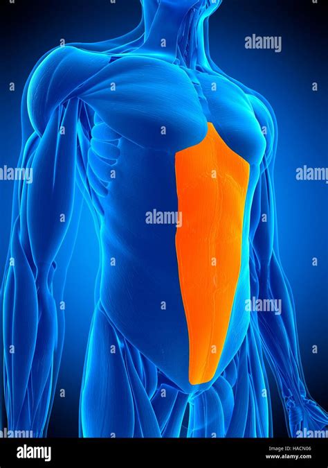 Abdominal Rectus Muscle Hi Res Stock Photography And Images Alamy