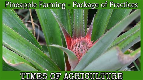 Pineapple Farming Package Of Practices Times Of Agriculture