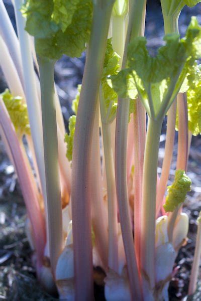 Rhubarb Fultons Strawberry Surprise Otter Farm