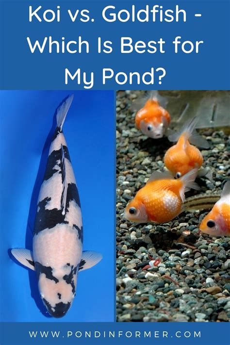 Guide To The Differences Between Koi And Goldfish Including Maintenance