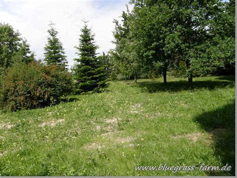 Bluegrass-Farm