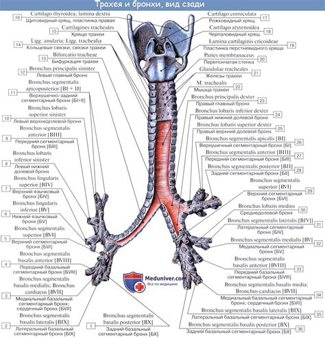 Анатомия человека Трахея Топография трахеи Строение трахеи Хрящи трахеи