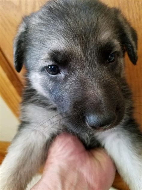 We Have Three Black And Silver Snowcloud German Shepherd Puppies From