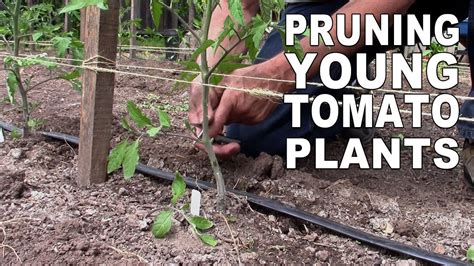 Pruning Young Tomato Plants Youtube
