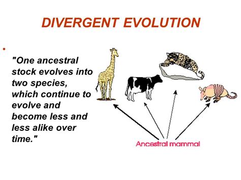 Image Result For Divergent Evolution Divergent Evolution Mammals