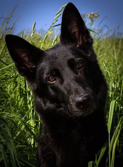 Free Images Grass Black German Shepherd Vertebrate Sch Fer Dog