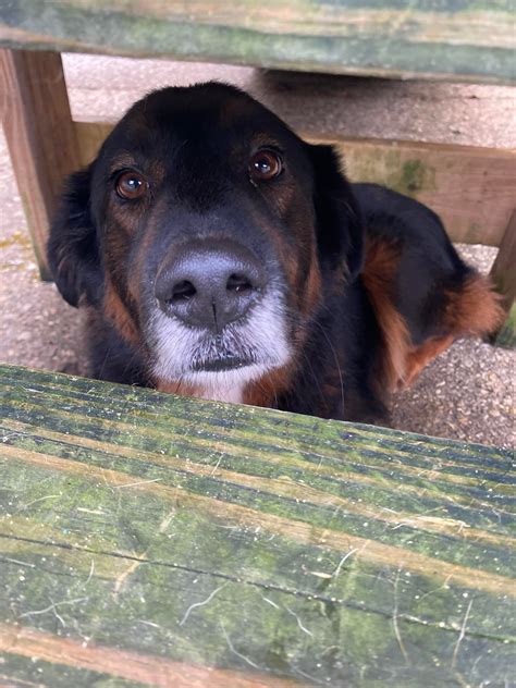 We have someone... - Kanawha-Charleston Humane Association